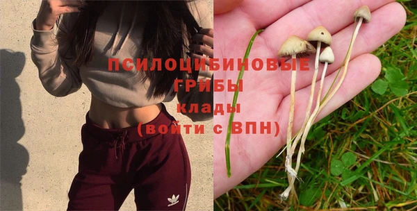 крисы Баксан