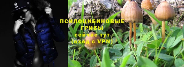 крисы Баксан