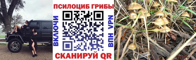 Псилоцибиновые грибы мицелий  Кимовск 